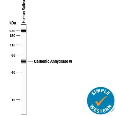 Simple Western lane view shows human saliva, loaded at 0.2 mg/mL. A specific band was detected for Carbonic Anhydrase VI at approximately 56 kDa (as indicated) using 10 µg/mL of Mouse Anti-Human Carbonic Anhydrase VI Monoclonal Antibody (Catalog # MAB2939) . This experiment was conducted under reducing conditions and using the 12-230 kDa separation system. Non-specific interaction with the 230 kDa Simple Western standard may be seen with this antibody.