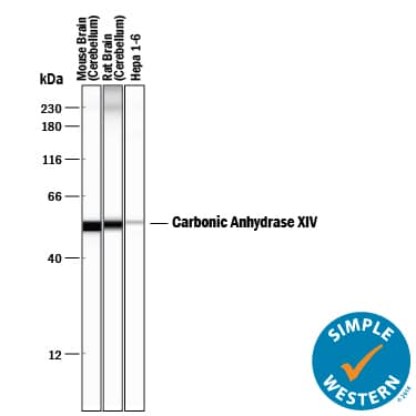 Simple Western Carbonic Anhydrase XIV/CA14 Antibody [Unconjugated]