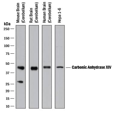 Western Blot Carbonic Anhydrase XIV/CA14 Antibody [Unconjugated]