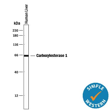 Simple Western lane view shows lysates of human liver tissue, loaded at 0.2 mg/mL. A specific band was detected for Carboxylesterase 1/CES1 at approximately 65 kDa (as indicated) using 10 µg/mL of Mouse Anti-Human Carboxylesterase 1/CES1 Monoclonal Antibody (Catalog # MAB4920). This experiment was conducted under reducing conditions and using the 12-230 kDa separation system.