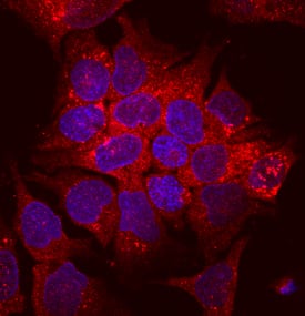 Carboxylesterase 2/CES2 was detected in immersion fixed HepG2 human hepatocellular carcinoma cell line using Mouse Anti-Human Carboxylesterase 2/CES2 Monoclonal Antibody (Catalog # MAB5657) at 10 µg/mL for 3 hours at room temperature. Cells were stained using the NorthernLights™ 557-conjugated Anti-Mouse IgG Secondary Antibody (red; Catalog # NL007) and counterstained with DAPI (blue). Specific staining was localized to cytoplasmic. View our protocol for Fluorescent ICC Staining of Cells on Coverslips.