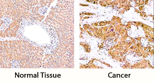 Immunohistochemistry Carboxypeptidase B2/CPB2 Antibody [Unconjugated]