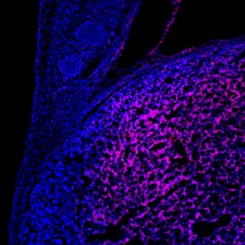 Immunohistochemistry Carboxypeptidase E/CPE Antibody [Unconjugated]
