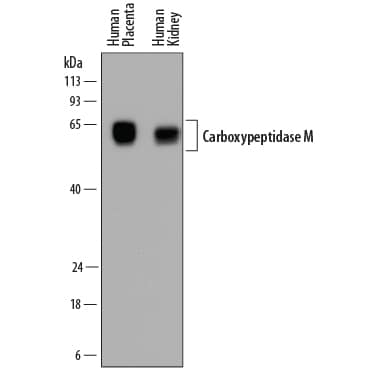 Western blot shows lysates of human placenta tissue and human kidney tissue. PVDF membrane was probed with 0.5 µg/mL of Mouse Anti-Human Carboxypeptidase M Monoclonal Antibody (Catalog # MAB7457) followed by HRP-conjugated Anti-Mouse IgG Secondary Antibody (Catalog # HAF018). A specific band was detected for Carboxypeptidase M at approximately 58-65 kDa (as indicated). This experiment was conducted under reducing conditions and using Immunoblot Buffer Group 1.