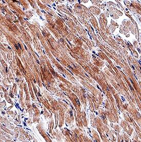 Immunohistochemistry Cardiotrophin-1/CT-1 Antibody (89221) [Unconjugated]
