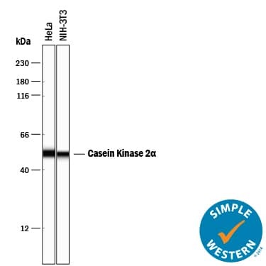 Simple Western lane view shows lysates of HeLa human cervical epithelial carcinoma cell line and NIH‑3T3 mouse embryonic fibroblast cell line, loaded at 0.5 mg/mL. A specific band was detected for Casein Kinase 2 alpha  at approximately 50-52 kDa (as indicated) using 10 µg/mL of Mouse Anti-Human Casein Kinase 2 alpha  Monoclonal Antibody (Catalog # MAB7957) . This experiment was conducted under reducing conditions and using the 12-230 kDa separation system.