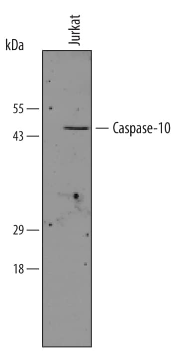 Western Blot Caspase-10/FLICE2 Antibody