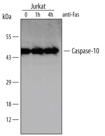Western Blot Caspase-10/FLICE2 Antibody (63131)