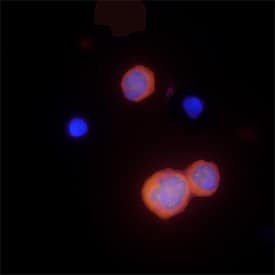 Caspase-1 was detected in immersion fixed THP-1 human acute monocytic leukemia cell line using Goat Anti-Human Caspase-1 Antigen Affinity-purified Polyclonal Antibody (Catalog # AF6215) at 15 µg/mL for 3 hours at room temperature. Cells were stained using the NorthernLights™ 557-conjugated Anti-Goat IgG Secondary Antibody (red; Catalog # NL001) and counterstained with DAPI (blue). Specific staining was localized to cytoplasm. View our protocol for Fluorescent ICC Staining of Non-adherent Cells.