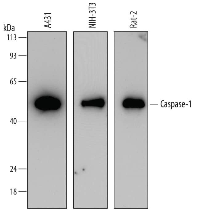 Western blot shows lysates of A431 human epithelial carcinoma cell line, NIH-3T3 mouse embryonic fibroblast cell line, and Rat-2 rat embryonic fibroblast cell line. PVDF membrane was probed with 0.1 µg/mL of Mouse Anti-Human Caspase-1 Monoclonal Antibody (Catalog # MAB6215) followed by HRP-conjugated Anti-Mouse IgG Secondary Antibody (Catalog # HAF007). A specific band was detected for Caspase-1 at approximately 45 kDa (as indicated). This experiment was conducted under reducing conditions and using Immunoblot Buffer Group 2.