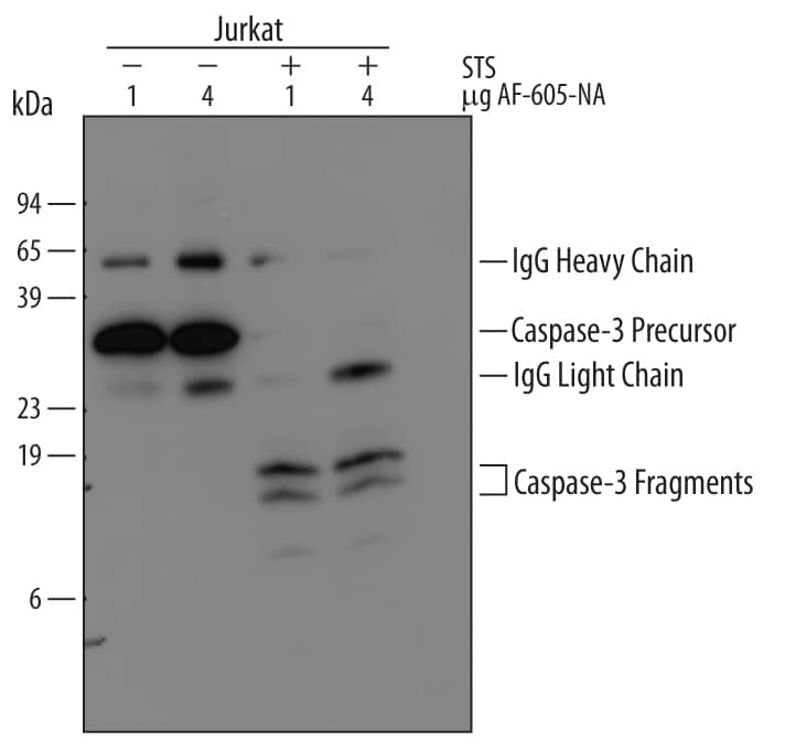 <b>Biological Strategies Validation. </b>Jurkat human acute T cell leukemia cell line was treated with indicated concentrations of Staurosporine for 0 or 4 hours. Caspase‑3 was immunoprecipitated from lysates of 1‑2 x 106cells following incubation with 1 or 4 µg Goat Anti-Human Caspase‑3 Antigen Affinity-purified Polyclonal Antibody (Catalog # AF-605-NA) overnight at 4 ºC. Caspase‑3-antibody complexes were absorbed using Protein G expressing Staph cells (Sigma). Immunoprecipitated Caspase‑3 was detected by Western blot using 0.5 µg/mL Goat Anti-Human Caspase‑3 Antigen Affinity-purified Polyclonal Antibody (Catalog # AF‑605‑NA). View our recommended buffer recipes for immunoprecipitation.