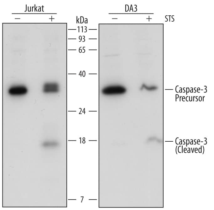 Western blot shows lysates of Jurkat human acute T cell leukemia cell line and DA3 mouse myeloma cell line untreated (-) or treated (+) with 1 µg/mL Staurosporine (STS) for 12 hours. PVDF Membrane was probed with 0.5 µg/mL of Goat Anti-Human Caspase-3 Antigen Affinity-purified Polyclonal Antibody (Catalog # AF-605-NA) followed by HRP-conjugated Anti-Goat IgG Secondary Antibody (Catalog # HAF017). Specific bands were detected for Caspase-3 precursor at approximately 34 kDa (as indicated) and Caspase-3 (cleaved) at approximately 18 kDa (as indicated). This experiment was conducted under reducing conditions and using Immunoblot Buffer Group 2.