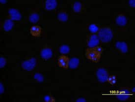 <b>Biological Strategies Validation. </b>Caspase-3 was detected in immersion fixed Jurkat human acute T cell leukemia cell line treated with staurosporin using Human/Mouse Cleaved Caspase-3 (Asp175) Monoclonal Antibody (Catalog # MAB835) at 10 µg/mL for 3 hours at room temperature. Cells were stained using the NorthernLights™ 557-conjugated Anti-Rabbit IgG Secondary Antibody (red; Catalog # NL004) and counterstained with DAPI (blue). View our protocol for Fluorescent ICC Staining of Non-adherent Cells.