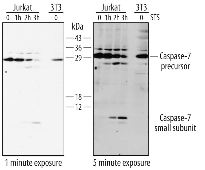 Western blot shows lysates of Jurkat human acute T cell leukemia cell line untreated (-) or treated (+) with 1 µM staurosporine (STS) for for the indicated times and NIH-3T3 mouse embryonic fibroblast cell line. PVDF membrane was probed with 1 µg/mL of Rabbit Anti- Human/Mouse Caspase-7 Polyclonal Antibody (Catalog # AF823), followed by HRP-conjugated Anti-Rabbit IgG Secondary Antibody (Catalog # HAF008). Specific bands were detected for Caspase-7 precursor and small subunit at approximately 32 and 7 kDa (as indicated). This experiment was conducted under reducing conditions and using Immunoblot Buffer Group 4.