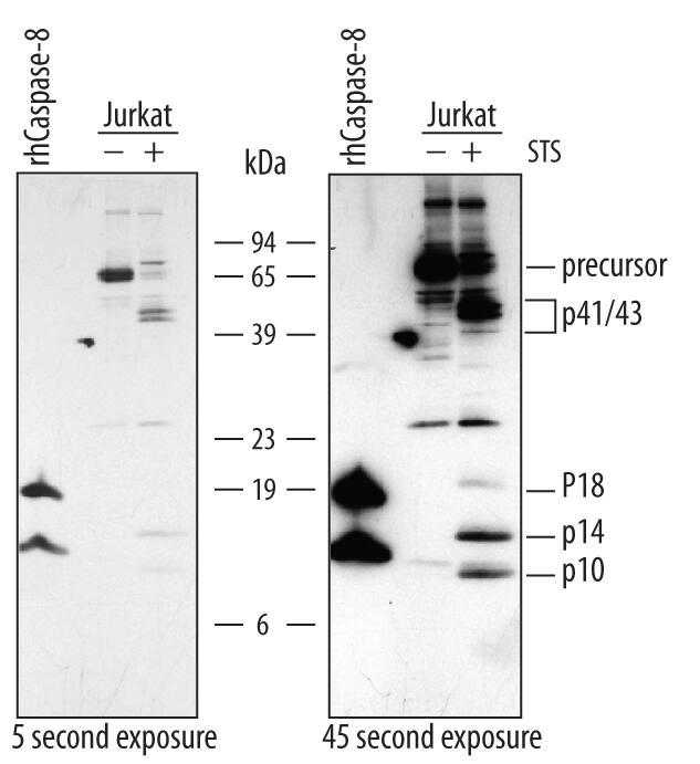 Western blot shows lysates of Jurkat human acute T cell leukemia cell line untreated (-) or treated (+) with 1 mM staurosporine (STS) for for 3 hours. PVDF membrane was probed with 0.5 µg/mL of Rabbit Anti-Human/Mouse Caspase-8 Antigen Affinity-purified Polyclonal Antibody (Catalog # AF1650), followed by HRP-conjugated Anti-Rabbit IgG Secondary Antibody (Catalog # HAF008). For additional reference Recombinant Human Caspase-8 (Catalog # 705-C8) was included. Specific bands were detected for Caspase-8 precursor at approximately 57-60 kDa (as indicated). In STS-treated samples, specific bands were detected for Caspase-8 p41/43 subunit at approximately 41 and 43 kDa (as indicated) and Caspase-8 p18, p14, and p10 subunits at approximately 18 kDa, 14 kDa, and 10 kDa, respectively (as indicated). This experiment was conducted under reducing conditions and using Immunoblot Buffer Group 4.