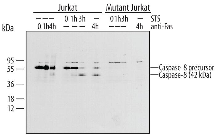 Western blot shows lysates of Jurkat human acute T cell leukemia cell line untreated (-) or treated (+) with Human FAS Antigen Affinity-purified Polyclonal Antibody (Catalog # AF126) for indicated times. PVDF membrane was probed with 1 µg/mL of Human Caspase-8 Monoclonal Antibody (Catalog # MAB704), followed by HRP-conjugated Anti-Mouse IgG Secondary Antibody (Catalog # HAF007). Specific bands were detected for Caspase-8 at approximately 55 and 42 kDa (as indicated). This experiment was conducted under reducing conditions and using Immunoblot Buffer Group 4.