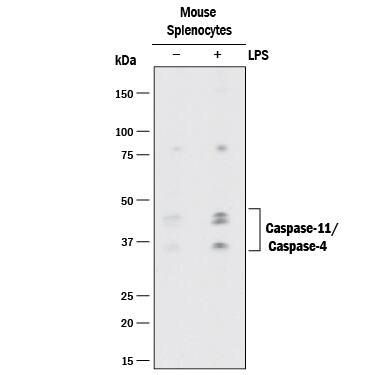 Western blot shows lysates of mouse splenocytes untreated (-) or treated (+) with LPS. PVDF membrane was probed with 1 µg/mL of Rabbit Anti-Mouse Caspase-11/Caspase-4 Monoclonal Antibody (Catalog # MAB8648) followed by HRP-conjugated Anti-Rabbit IgG Secondary Antibody (Catalog # HAF008). Specific bands were detected for Caspase-11/Caspase-4 at approximately 36, 44, and 46 kDa (as indicated). This experiment was conducted under reducing conditions and using Immunoblot Buffer Group 1.