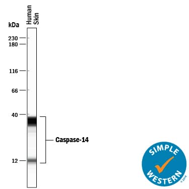 Simple Western lane view shows lysates of human skin tissue, loaded at 0.5 mg/mL. Specific bands were detected for full length Caspase-14 at approximately 36 kDa and the p10 subunit at approximately 12 kDa (as indicated) using 2 µg/mL of Mouse Anti-Human Caspase-14 Monoclonal Antibody (Catalog # MAB8215). This experiment was conducted under reducing conditions and using the 12-230 kDa separation system.