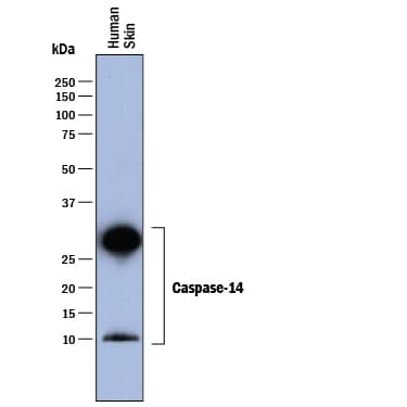 Western blot shows lysates of human skin tissue. PVDF membrane was probed with 0.2 µg/mL of Mouse Anti-Human Caspase-14 Monoclonal Antibody (Catalog # MAB8215) followed by HRP-conjugated Anti-Mouse IgG Secondary Antibody (Catalog # HAF018). Specific bands were detected for full length Caspase-14 at approximately 28-30 kDa and the p10 subunit at approximately 10 kDa (as indicated). This experiment was conducted under reducing conditions and using Immunoblot Buffer Group 1.