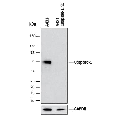 <b>Genetic Strategies Validation. </b>Western blot shows lysates of A431 human epithelial carcinoma parental cell line and Caspase-1 knockout A431 cell line (KO). PVDF membrane was probed with 0.5 µg/mL of Goat Anti-Human Caspase-1 Antigen Affinity-purified Polyclonal Antibody (Catalog # AF6215) followed by HRP-conjugated Anti-Goat IgG Secondary Antibody (Catalog # HAF017). A specific band was detected for Caspase-1 at approximately 50 kDa (as indicated) in the parental A431 cell line, but is not detectable in knockout A431 cell line. GAPDH (Catalog # AF5718) is shown as a loading control. This experiment was conducted under reducing conditions and using Immunoblot Buffer Group 1.