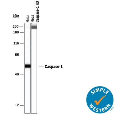<b>Genetic Strategies Validation. </b>Simple Western lane view shows lysates of A431 human epithelial carcinoma parental cell line and Caspase-1 knockout A431 cell line (KO), loaded at 0.2 mg/mL. A specific band was detected for Caspase-1 at approximately 52 kDa (as indicated) using 25 µg/mL of Goat Anti-Human Caspase-1 Antigen Affinity-purified Polyclonal Antibody (Catalog # AF6215) followed by 1:50 dilution of HRP-conjugated Anti-Goat IgG Secondary Antibody (Catalog # HAF109). This experiment was conducted under reducing conditions and using the 12-230 kDa separation system.