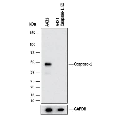<b>Genetic Strategies Validation. </b>Western blot shows lysates of A431 human epithelial carcinoma parental cell line and Caspase-1 knockout A431 cell line (KO). PVDF membrane was probed with 2 µg/mL of Mouse Anti-Human Caspase-1 Monoclonal Antibody (Catalog # MAB62151) followed by HRP-conjugated Anti-Mouse IgG Secondary Antibody (Catalog # HAF018). A specific band was detected for Caspase-1 at approximately 48 kDa (as indicated) in the parental A431 cell line, but is not detectable in knockout A431 cell line. GAPDH (Catalog # 2275-PC-100) is shown as a loading control. This experiment was conducted under reducing conditions and using Immunoblot Buffer Group 1.
