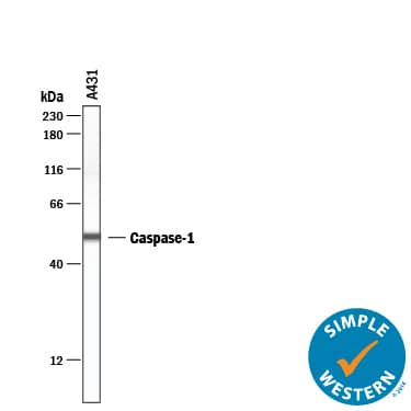 Simple Western lane view shows lysates of A431 human epithelial carcinoma cell line, loaded at 0.2 mg/mL. A specific band was detected for Caspase‑1 at approximately 52 kDa (as indicated) using 20 µg/mL of Mouse Anti-Human Caspase‑1 Monoclonal Antibody (Catalog # MAB62151) . This experiment was conducted under reducing conditions and using the 12-230 kDa separation system.