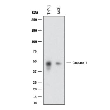 Western blot shows lysates of THP-1 human acute monocytic leukemia cell line and A431 human epithelial carcinoma cell line. PVDF membrane was probed with 2 µg/mL of Mouse Anti-Human Caspase-1 Monoclonal Antibody (Catalog # MAB62151) followed by HRP-conjugated Anti-Mouse IgG Secondary Antibody (Catalog # HAF018). A specific band was detected for Caspase-1 at approximately 48 kDa (as indicated). This experiment was conducted under reducing conditions and using Immunoblot Buffer Group 1.