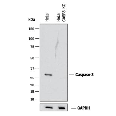 <b>Genetic Strategies Validation. </b>Western blot shows lysates of HeLa human cervical epithelial carcinoma parental cell line and Caspase-3 knockout HeLa cell line (KO). PVDF membrane was probed with 0.2 µg/mL of Goat Anti-Human/Mouse Caspase-3 Antigen Affinity-purified Polyclonal Antibody (Catalog # AF-605-NA) followed by HRP-conjugated Anti-Goat IgG Secondary Antibody (Catalog # HAF017). A specific band was detected for Caspase-3 at approximately 32 kDa (as indicated) in the parental HeLa cell line, but is not detectable in knockout HeLa cell line. GAPDH (Catalog # AF5718) is shown as a loading control. This experiment was conducted under reducing conditions and using Immunoblot Buffer Group 1.