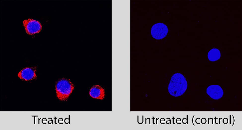 Caspase-3 was detected in immersion fixed Jurkat human acute T cell leukemia cell line treated with Staurosporine using Rabbit Anti-Human Caspase-3 Monoclonal Antibody (Catalog # MAB7071) at 1 µg/mL for 3 hours at room temperature. Cells were stained using the NorthernLights™ 557-conjugated Anti-Rabbit IgG Secondary Antibody (red; Catalog # NL004) and counterstained with DAPI (blue). Specific staining was localized to cytoplasm. View our protocol for Fluorescent ICC Staining of Non-adherent Cells.