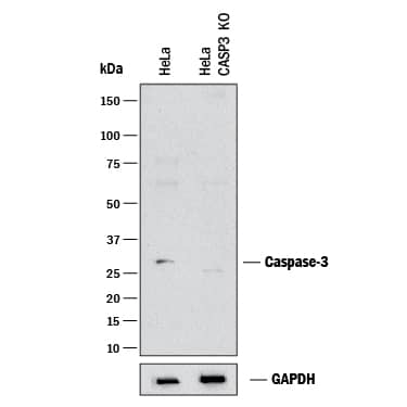 <b>Biological Strategies Validation and Genetic Strategies Validation.</b>Western blot shows lysates of HeLa human cervical epithelial carcinoma parental cell line and Caspase-3 knockout HeLa cell line (KO). PVDF membrane was probed with 2 µg/mL of Mouse Anti-Human Caspase-3 Monoclonal Antibody (Catalog # MAB707) followed by HRP-conjugated Anti-Mouse IgG Secondary Antibody (Catalog # HAF018). A specific band was detected for Caspase-3 at approximately 32 kDa (as indicated) in the parental HeLa cell line, but is not detectable in knockout HeLa cell line. GAPDH (Catalog # MAB5718) is shown as a loading control. This experiment was conducted under reducing conditions and using Immunoblot Buffer Group 1.