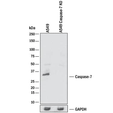 <b>Biological Strategies Validation and Genetic Strategies Validation.</b>Western blot shows lysates of A549 human lung carcinoma parental cell line and Caspase-7 knockout A549 cell line (KO). PVDF membrane was probed with 1 µg/mL of Rabbit Anti-Human/Mouse Caspase-7 Antigen Affinity-purified Polyclonal Antibody (Catalog # AF823) followed by HRP-conjugated Anti-Rabbit IgG Secondary Antibody (Catalog # HAF008). A specific band was detected for Caspase-7 at approximately 32 kDa (as indicated) in the parental A549 cell line, but is not detectable in knockout A549 cell line. GAPDH (Catalog # AF5718) is shown as a loading control. This experiment was conducted under reducing conditions and using Immunoblot Buffer Group 1.