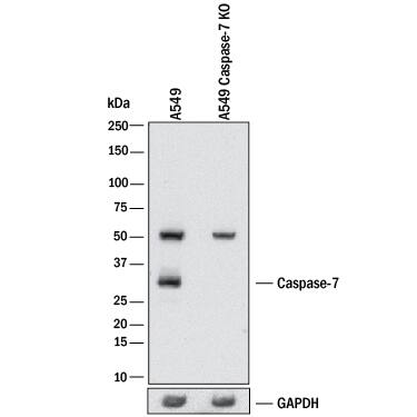 Knockout Validated Caspase-7 Antibody (MCH3101.62) [Unconjugated]