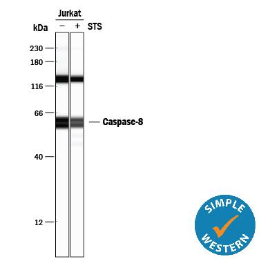 <b>Biological Strategies Validation. </b>Simple Western lane view shows lysates of Jurkat human acute T cell leukemia cell line untreated (-) or treated (+) with 1 mM Staurosporine (STS) for 3 hours, loaded at 0.2 mg/mL. Specific bands were detected for Caspase‑8 at approximately 58-62 kDa (as indicated) using 5 µg/mL of Rabbit Anti-Human/Mouse Caspase‑8 Antigen Affinity-purified Polyclonal Antibody (Catalog # AF1650). This experiment was conducted under reducing conditions and using the 12-230 kDa separation system.