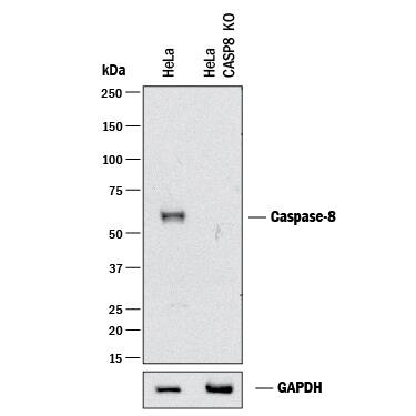 <b>Biological Strategies Validation and Genetic Strategies Validation.</b>Western blot shows lysates of HeLa human cervical epithelial carcinoma parental cell line and Caspase-8 knockout HeLa cell line (KO). PVDF membrane was probed with 0.5 µg/mL of Goat Anti-Human/Mouse Caspase-8 Antigen Affinity-purified Polyclonal Antibody (Catalog # AF705) followed by HRP-conjugated Anti-Goat IgG Secondary Antibody (Catalog # HAF017). A specific band was detected for Caspase-8 at approximately 58 kDa (as indicated) in the parental HeLa cell line, but is not detectable in knockout HeLa cell line. GAPDH (Catalog # AF5718) is shown as a loading control. This experiment was conducted under reducing conditions and using Immunoblot Buffer Group 1.