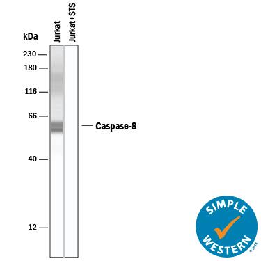 <b>Biological Strategies Validation. </b>Simple Western lane view shows lysates of Jurkat human acute T cell leukemia cell line untreated or treated with Staurosporine (STS) for 2 hours, loaded at 0.2 mg/mL. Specific bands were detected for Caspase-8 at approximately 59 kDa (as indicated) using 5 µg/mL of Goat Anti-Human/Mouse Caspase-8 Antigen Affinity-purified Polyclonal Antibody (Catalog # AF705) followed by 1:50 dilution of HRP-conjugated Anti-Goat IgG Secondary Antibody (Catalog # HAF109). This experiment was conducted under reducing conditions and using the 12-230 kDa separation system.