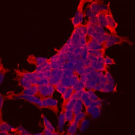 Caspr1 was detected in immersion fixed IMR32 human neuroblastoma cell line using Mouse Anti-Human Caspr1 Monoclonal Antibody (Catalog # MAB7548) at 10 µg/mL for 3 hours at room temperature. Cells were stained using the NorthernLights™ 557-conjugated Anti-Mouse IgG Secondary Antibody (red; NL007) and counterstained with DAPI (blue). Specific staining was localized to cell surfaces and cytoplasm. View our protocol for Fluorescent ICC Staining of Cells on Coverslips.