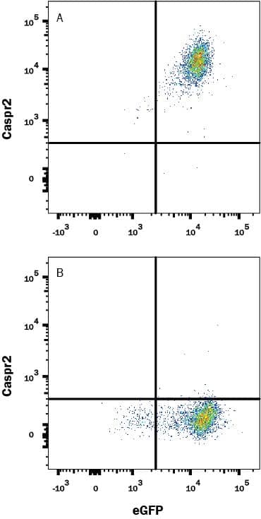 HEK293 human embryonic kidney cell line transfected with (A) human Caspr2 or (B) irrelevant transfectants and eGFP was stained with Mouse Anti-Human Caspr2 Monoclonal Antibody (Catalog # MAB5145) followed by APC-conjugated Anti-Mouse IgG Secondary Antibody (Catalog # F0101B). Quadrant markers were set based on control antibody staining (Catalog # MAB002). View our protocol for Staining Membrane-associated Proteins.