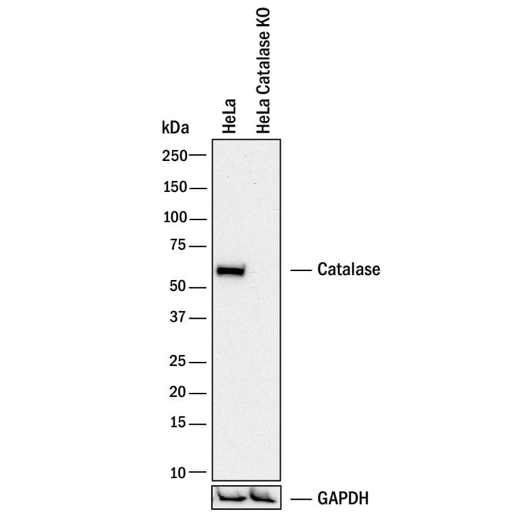 <b>Genetic Strategies Validation. </b>Western blot shows lysates of HeLa human cervical epithelial carcinoma parental cell line and Catalase knockout HeLa cell line (KO). PVDF membrane was probed with 0.5 µg/mL of Goat Anti-Human/Mouse/Rat Catalase Antigen Affinity-purified Polyclonal Antibody (Catalog # AF3398) followed by HRP-conjugated Anti-Goat IgG Secondary Antibody (Catalog # HAF017). A specific band was detected for Catalase at approximately 64 kDa (as indicated) in the parental HeLa cell line, but is not detectable in knockout HeLa cell line. GAPDH (Catalog # AF5718) is shown as a loading control. This experiment was conducted under reducing conditions and using Immunoblot Buffer Group 1.