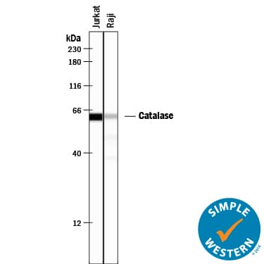 Simple Western Catalase Antibody [Unconjugated]