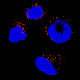 Catalase was detected in immersion fixed HL-60 human acute promyelocytic leukemia cell line using Mouse Anti-Human Catalase Monoclonal Antibody (Catalog # MAB3398) at 3 µg/mL for 3 hours at room temperature. Cells were stained using the NorthernLights™ 557-conjugated Anti-Mouse IgG Secondary Antibody (red; Catalog # NL007) and counterstained with DAPI (blue). Specific staining was localized to peroxisomes. View our protocol for Fluorescent ICC Staining of Non-adherent Cells.