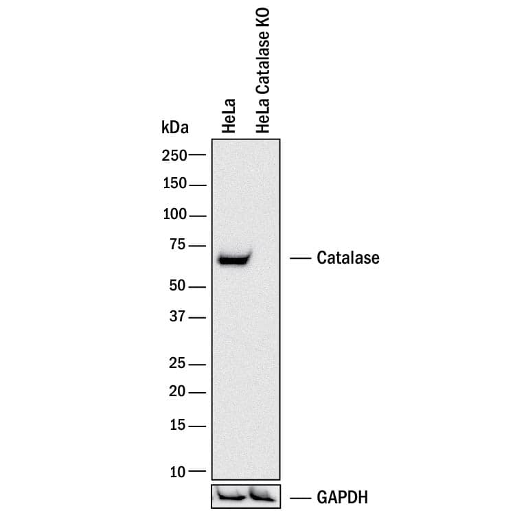 <b>Genetic Strategies Validation. </b>Western blot shows lysates of HeLa human cervical epithelial carcinoma parental cell line and Catalase knockout HeLa cell line (KO). PVDF membrane was probed with 0.5 µg/mL of Mouse Anti-Human Catalase Monoclonal Antibody (Catalog # MAB3398) followed by HRP-conjugated Anti-Mouse IgG Secondary Antibody (Catalog # HAF018). A specific band was detected for Catalase at approximately 64 kDa (as indicated) in the parental HeLa cell line, but is not detectable in knockout HeLa cell line. GAPDH (Catalog # MAB5718) is shown as a loading control. This experiment was conducted under reducing conditions and using Immunoblot Buffer Group 1.