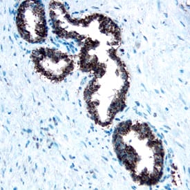 Immunohistochemistry Cathepsin A/Lysosomal Carboxypeptidase A Antibody