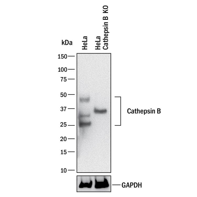 Western blot shows lysates of HeLa human cervical epithelial carcinoma parental cell line and Cathepsin B knockout HeLa cell line (KO). PVDF membrane was probed with 0.25 µg/mL of Goat Anti-Human Cathepsin B Antigen Affinity-purified Polyclonal Antibody (Catalog # AF953) followed by HRP-conjugated Anti-Goat IgG Secondary Antibody (HAF017). Specific bands were detected for Cathepsin B at approximately 25-45 kDa (as indicated) in the parental HeLa cell line, but is not detectable in knockout HeLa cell line. GAPDH (Catalog # AF5718) is shown as a loading control. This experiment was conducted under reducing conditions and using Immunoblot Buffer Group 1. New adjunct appears with knockout cell line.