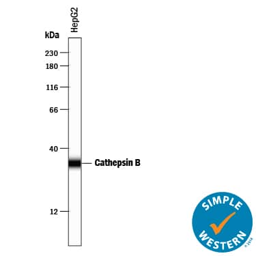 Simple Western lane view shows lysates of HepG2 human hepatocellular carcinoma cell line, loaded at 0.2 mg/mL. A specific band was detected for Cathepsin B at approximately 34 kDa (as indicated) using 2.5 µg/mL of Goat Anti-Human Cathepsin B Antigen Affinity-purified Polyclonal Antibody (Catalog # AF953) followed by 1:50 dilution of HRP-conjugated Anti-Goat IgG Secondary Antibody (HAF109). This experiment was conducted under reducing conditions and using the 12-230 kDa separation system.
