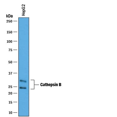 Western blot shows lysates of HepG2 human hepatocellular carcinoma cell line. PVDF membrane was probed with 0.25 µg/mL of Goat Anti-Human Cathepsin B Antigen Affinity-purified Polyclonal Antibody (Catalog # AF953) followed by HRP-conjugated Anti-Goat IgG Secondary Antibody (Catalog # HAF019). A specific band was detected for Cathepsin B at approximately 25-30 kDa (as indicated). This experiment was conducted under reducing conditions and using Immunoblot Buffer Group 1.