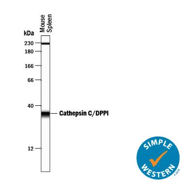 Simple Western Cathepsin C/DPPI Antibody [Unconjugated]