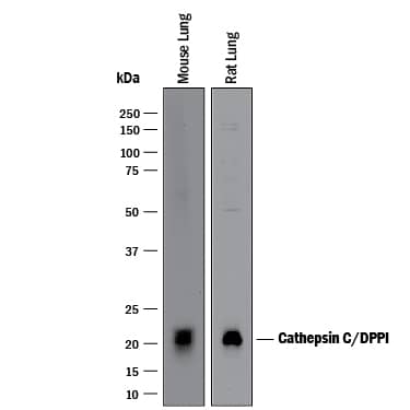 Western Blot Cathepsin C/DPPI Antibody [Unconjugated]