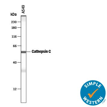 Simple Western Cathepsin C/DPPI Antibody [Unconjugated]