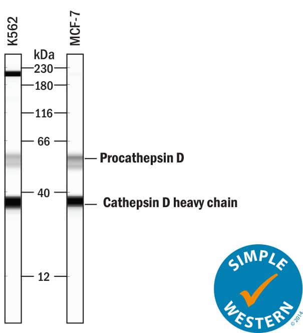 Simple Western lane view shows lysates of K562 human chronic myelogenous leukemia cell line and MCF-7 human breast cancer cell line, loaded at 0.2 mg/mL. Specific bands were detected for Procathepsin D at approximately 55 kDa and Cathepsin D heavy chain at approximately 37 kDa (as indicated) using 50 µg/mL of Goat Anti-Human Cathepsin D Antigen Affinity-purified Polyclonal Antibody (Catalog # AF1014) followed by 1:50 dilution of HRP-conjugated Anti-Goat IgG Secondary Antibody (Catalog # HAF109). This experiment was conducted under reducing conditions and using the 12-230 kDa separation system. Non-specific interaction with the 230 kDa Simple Western standard may be seen with this antibody.